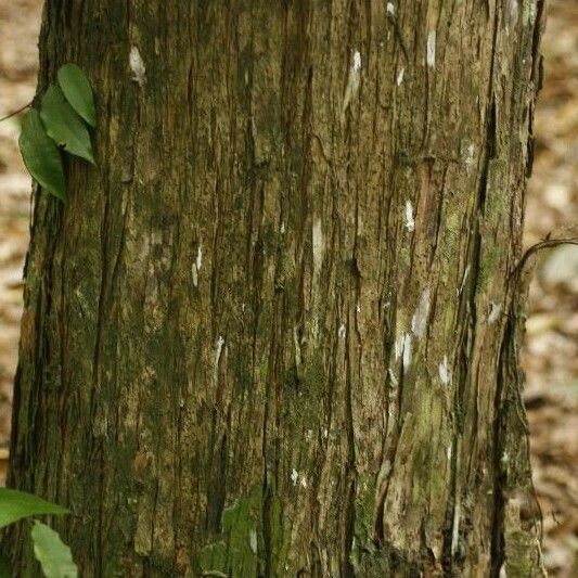 Mouriri crassifolia Bark