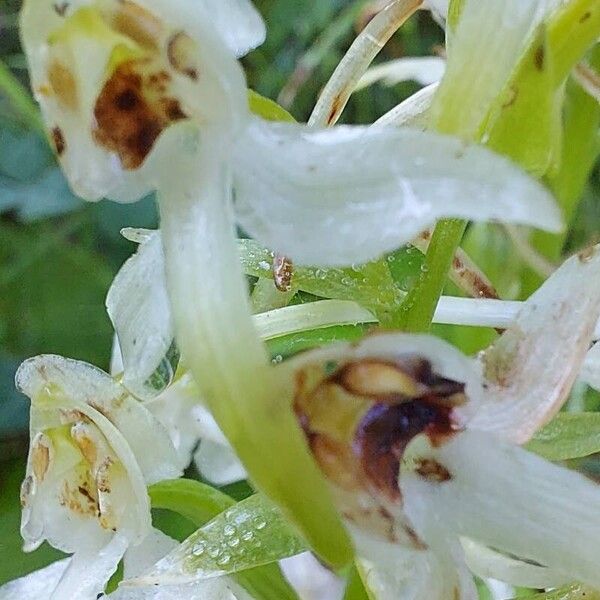 Platanthera chlorantha Flower