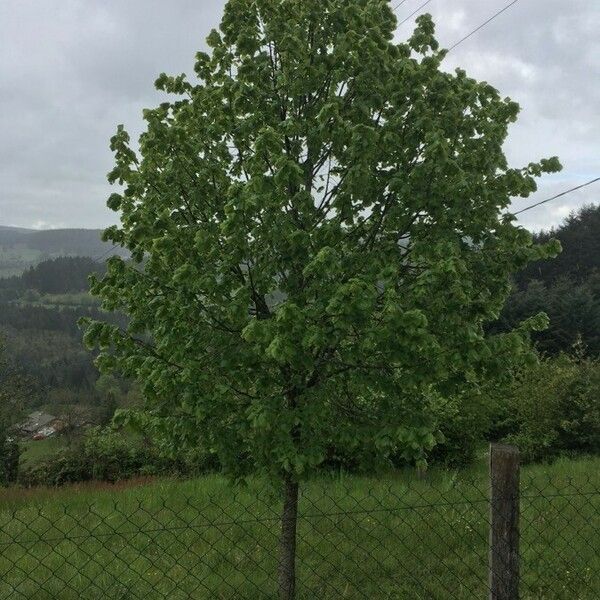 Tilia cordata Vekstform