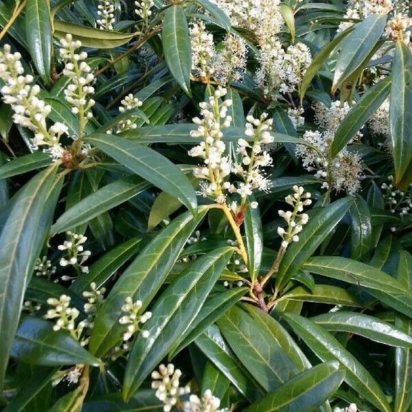 Prunus laurocerasus Flower