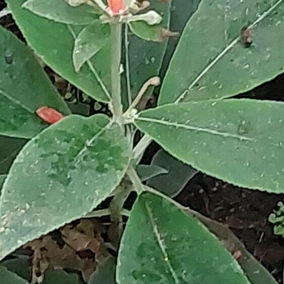 Kohleria spicata برگ