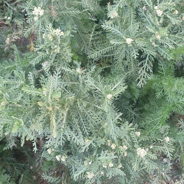 Achillea nobilis Blad