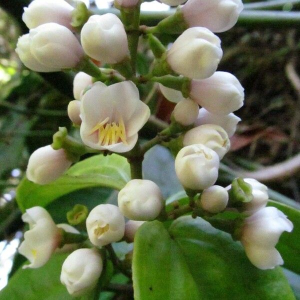 Adelobotrys adscendens Flower