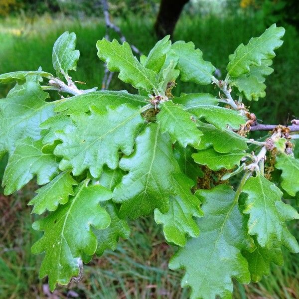 Quercus pubescens Folha