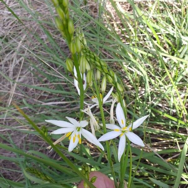 Anthericum liliago Flower