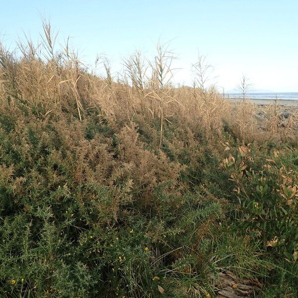 Phragmites karka Habit