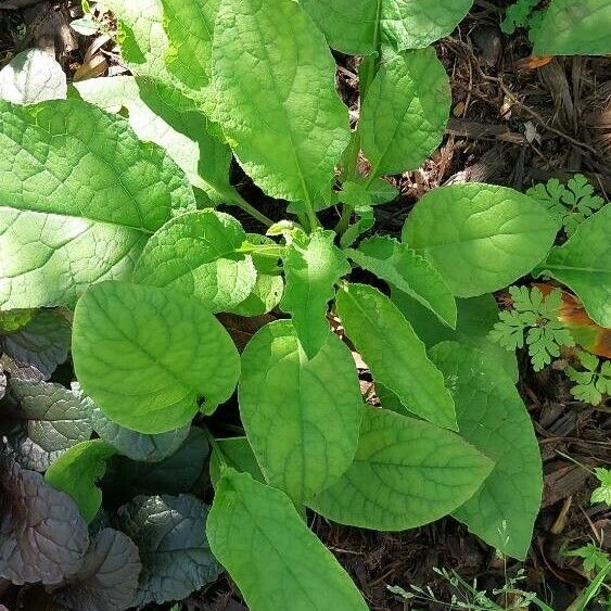 Symphytum orientale Blatt