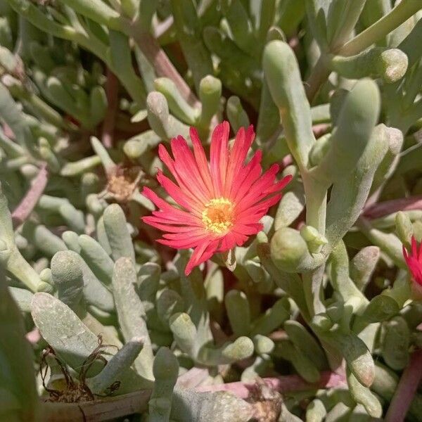 Malephora crocea Flower