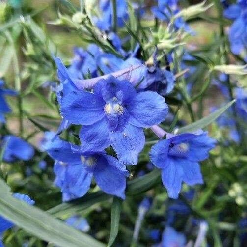 Delphinium menziesii 花