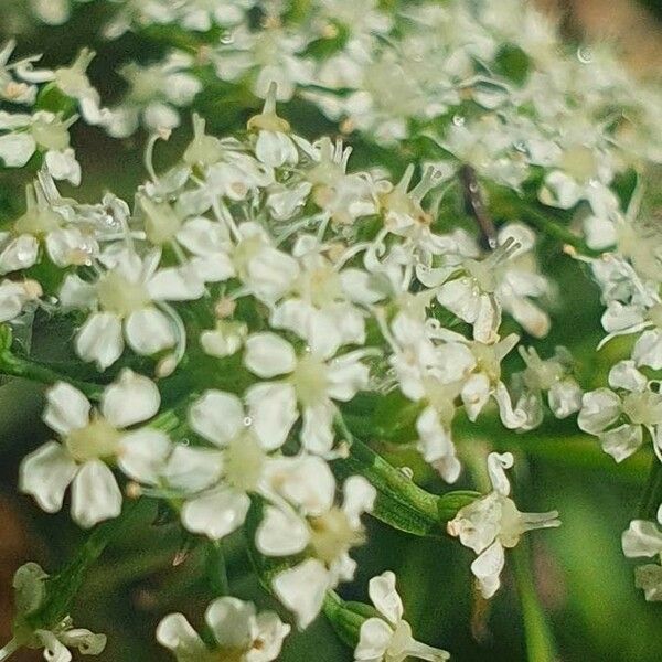 Berula erecta 花