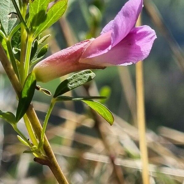 Chamaecytisus purpureus Цветок