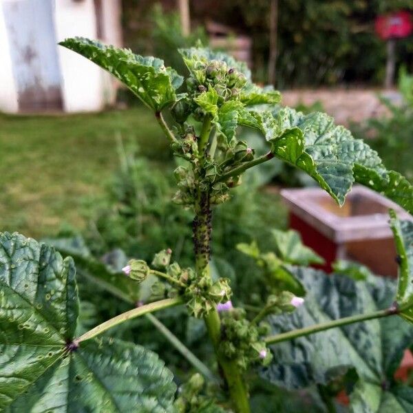 Malva verticillata পাতা