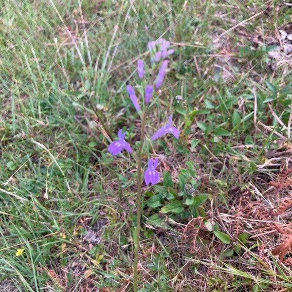 Lobelia urens Кветка