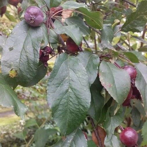 Malus hupehensis Fuelha