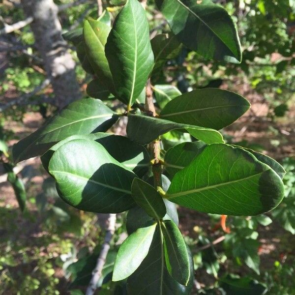 Garcinia livingstonei Leht