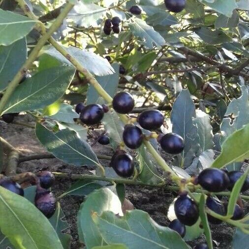 Laurus nobilis Fruit