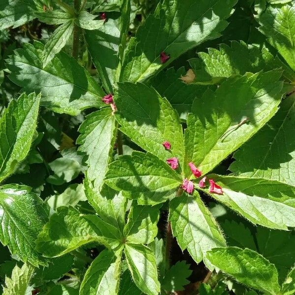 Potentilla nepalensis Deilen