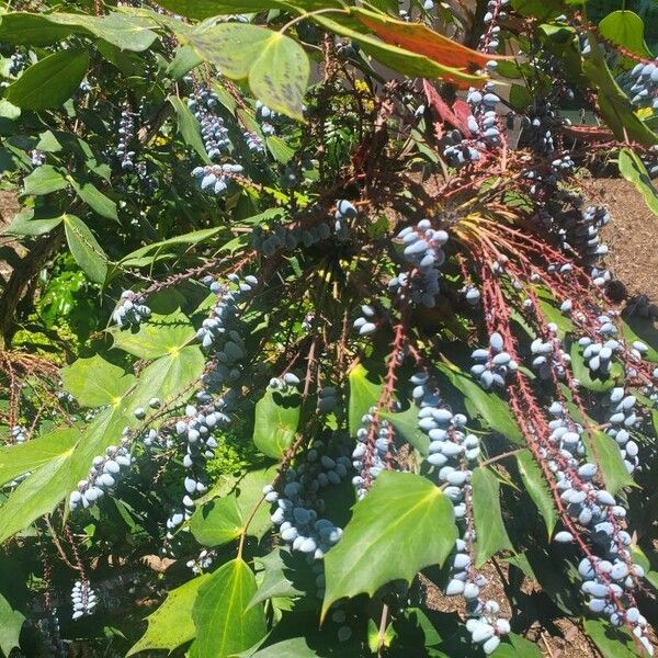 Berberis bealei ഫലം