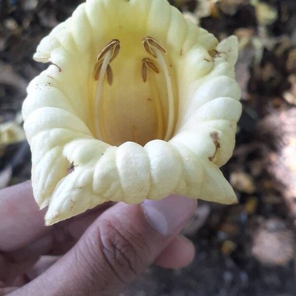 Fernandoa adenophylla Flower