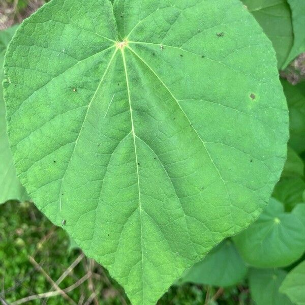 Abutilon theophrasti Folio