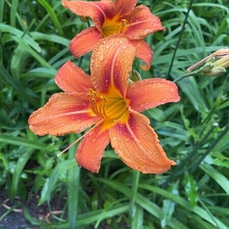 Hemerocallis fulva Žiedas