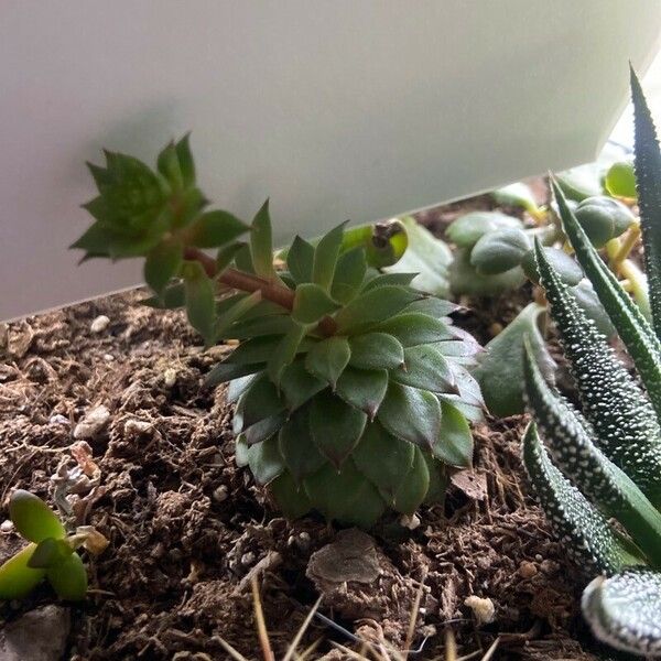 Sempervivum calcareum Leaf