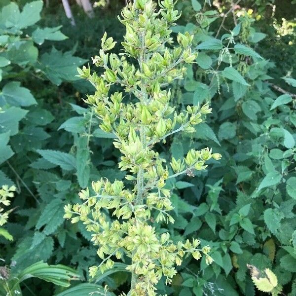 Veratrum viride Blomst