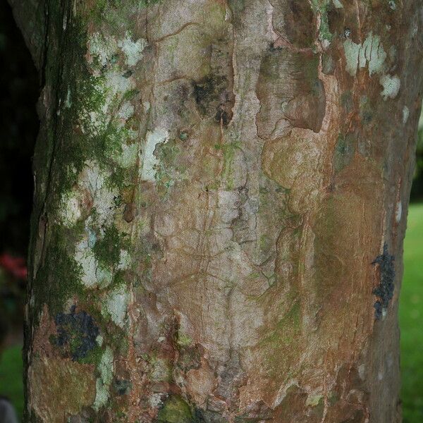 Syzygium malaccense Bark