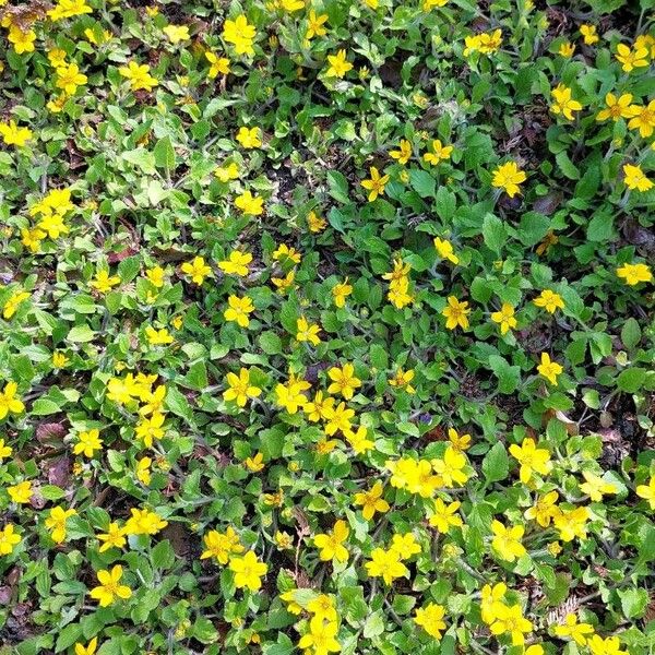Chrysogonum virginianum Цветок