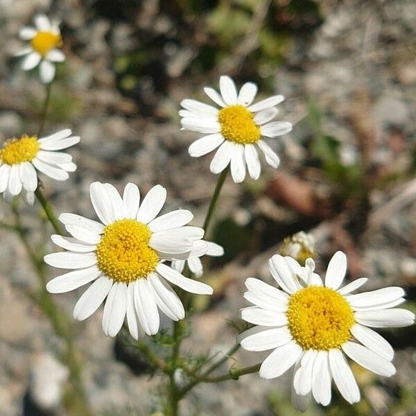 Anthemis cotula Blomma