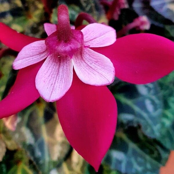 Cyclamen repandum Květ