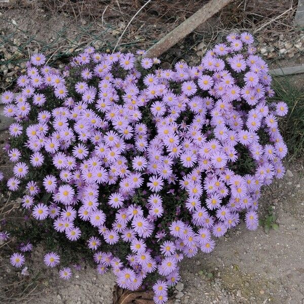 Symphyotrichum dumosum অন্যান্য