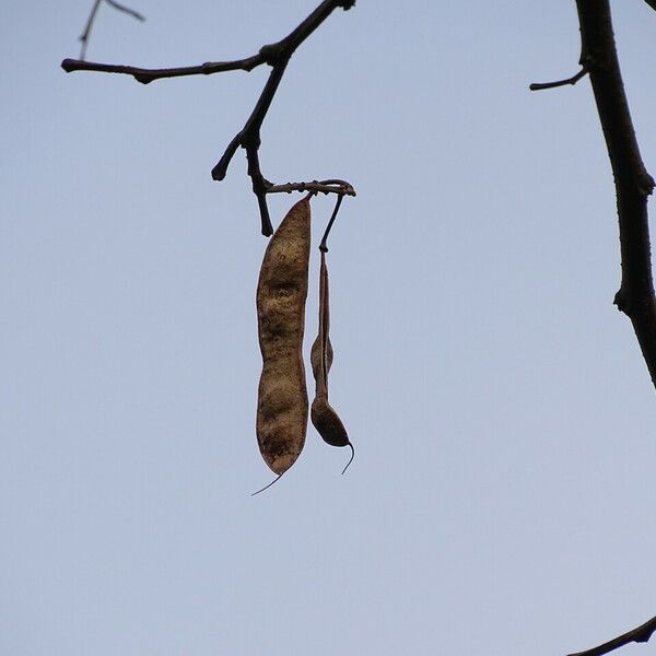 Robinia neomexicana Plod