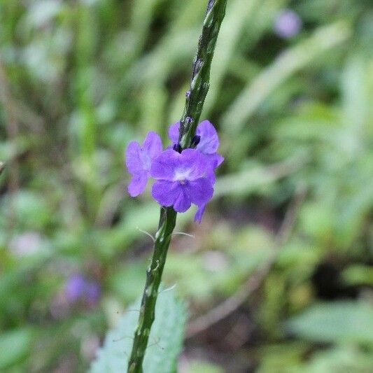 Stachytarpheta urticifolia Flower