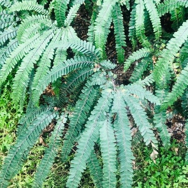 Adiantum hispidulum Feuille