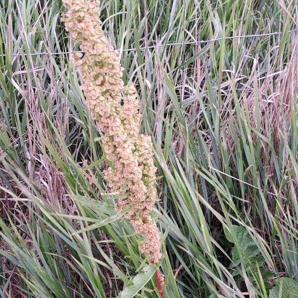 Rumex longifolius Blatt