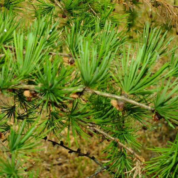 Larix kaempferi Levél