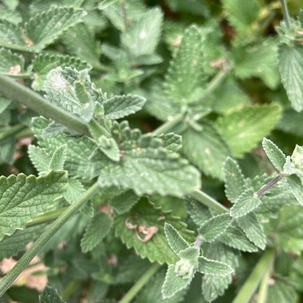 Nepeta racemosa Ліст