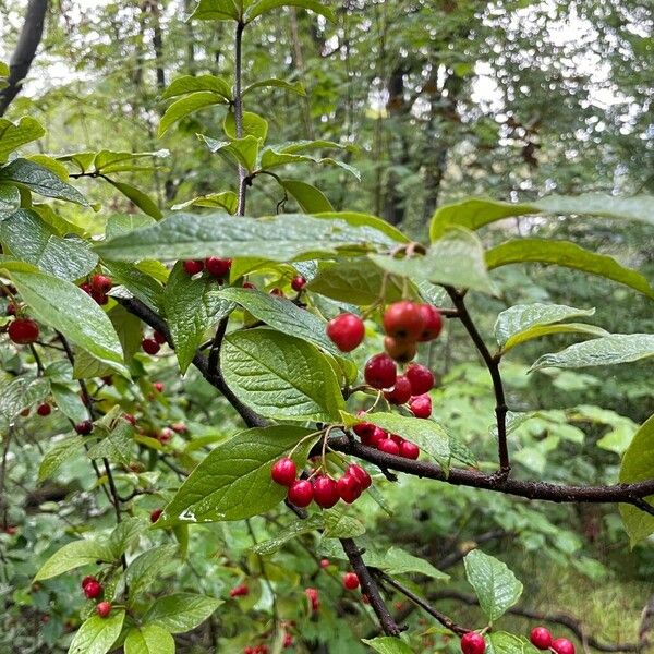 Cotoneaster bullatus Frukto