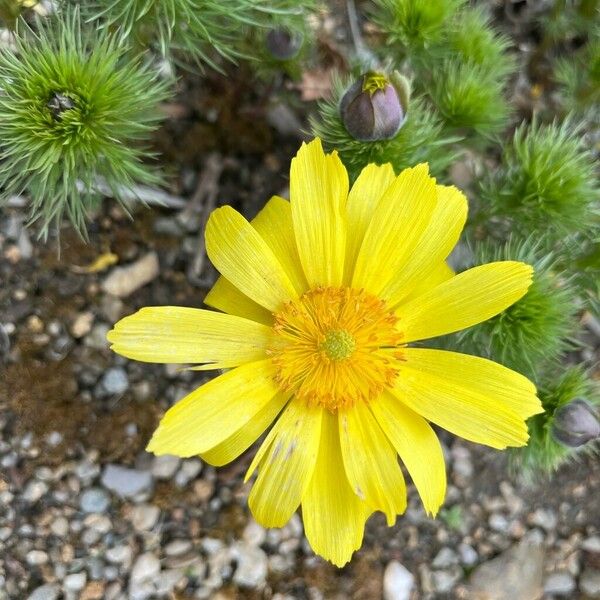 Adonis vernalis Blüte