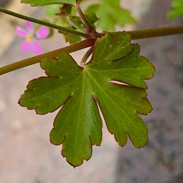 Geranium lucidum Leaf