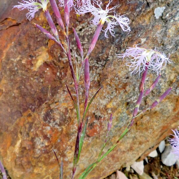 Dianthus superbus ফুল