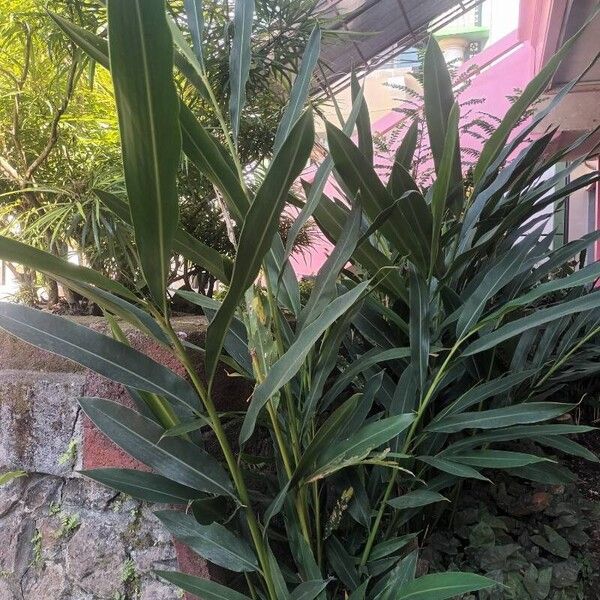 Alpinia zerumbet Leaf