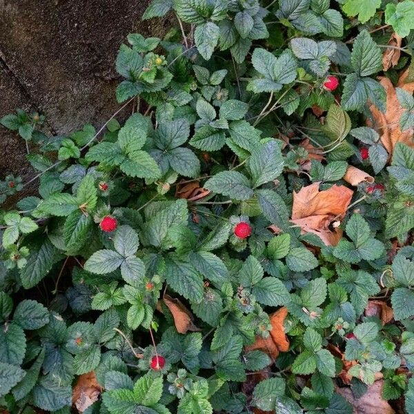 Potentilla indica Συνήθη χαρακτηριστικά