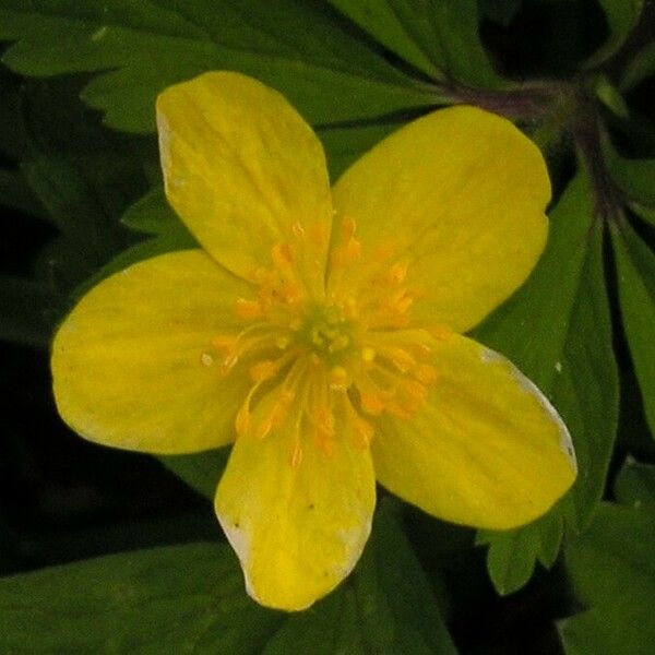 Anemonoides ranunculoides Flor