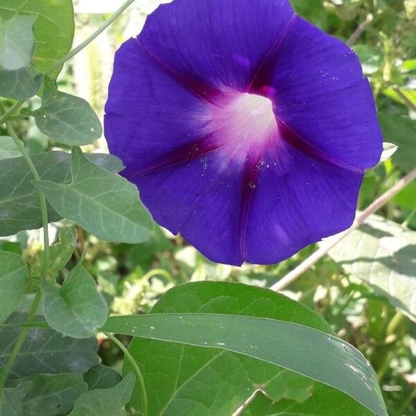 Ipomoea purpurea Flower