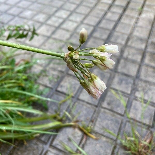 Nothoscordum borbonicum Flors