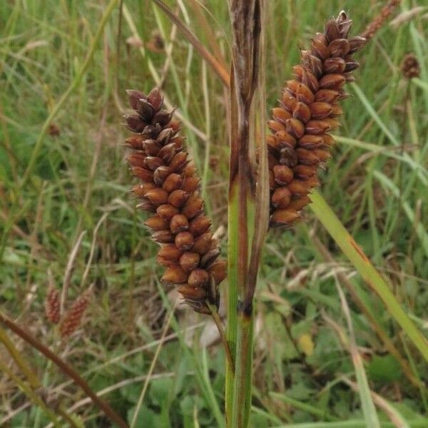 Carex flacca 果實