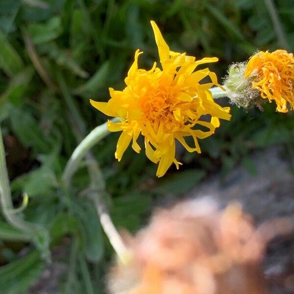 Crepis pontana Flor