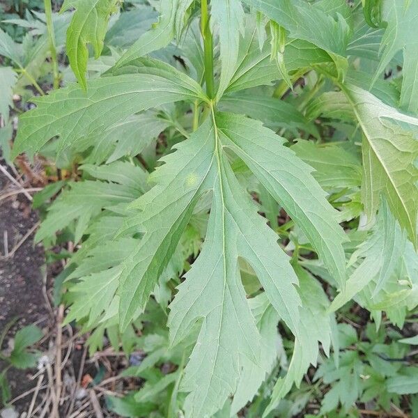 Rudbeckia laciniata Blatt